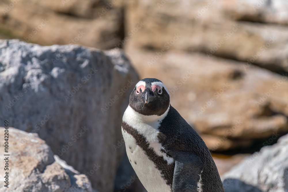 Naklejka premium African penguin in colony of Boulders Beach, South Africa