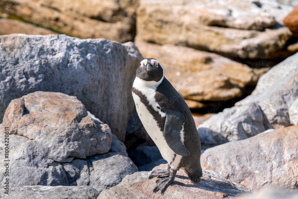Obraz premium African penguin in colony of Boulders Beach, South Africa
