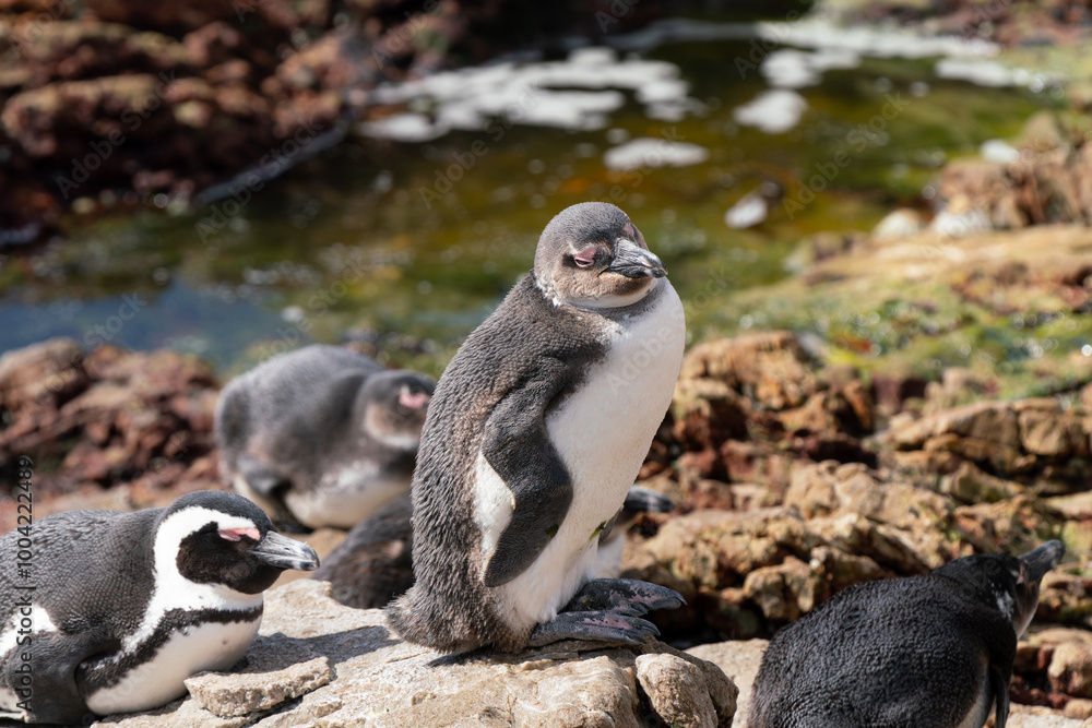 Fototapeta premium African penguin in colony of Boulders Beach, South Africa