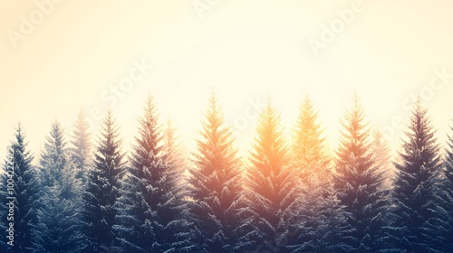 A grove of frosted pine trees standing tall