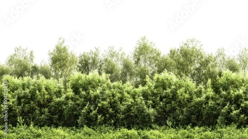 Real willow forest vegetation outdoors nature.