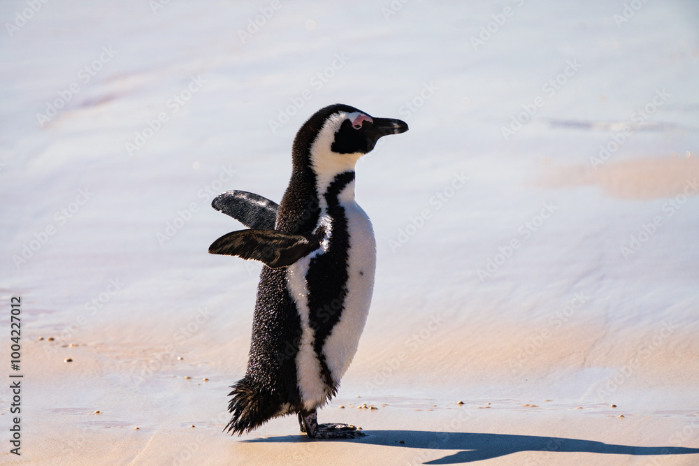 Obraz premium African penguin, Boulders Beach near Simons Town, South Africa