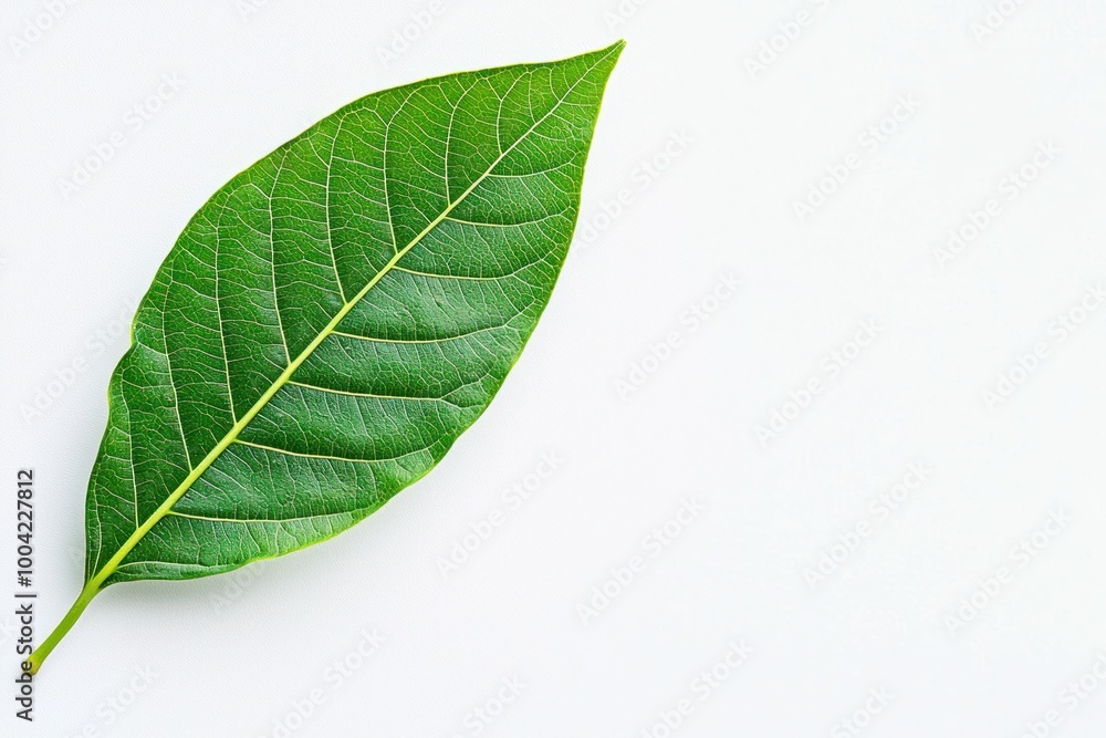 Obraz premium Bright green leaf isolated on white background showcasing its natural beauty and intricate details, symbolizing freshness and the essence of nature
