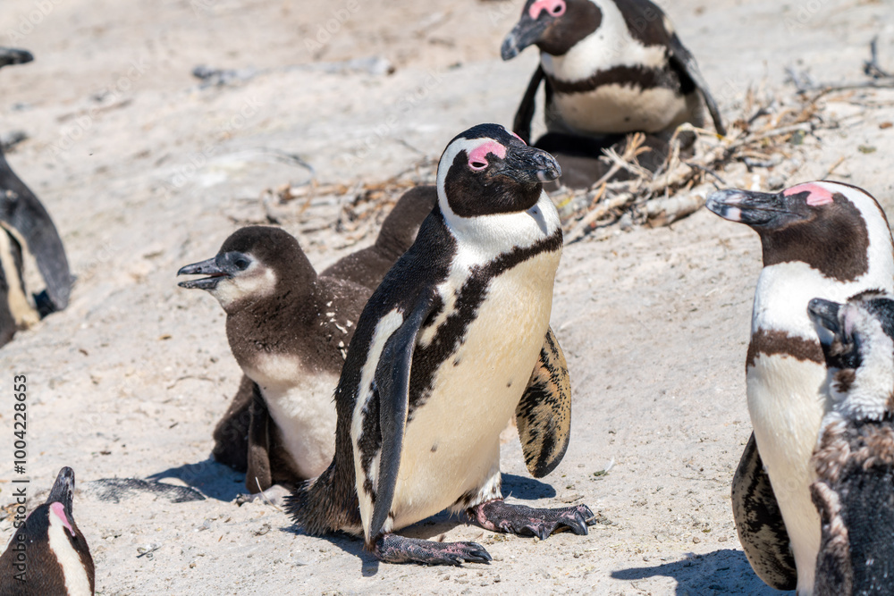 Naklejka premium African penguin with chicks, Boulders Beach, Cape Town, South Africa