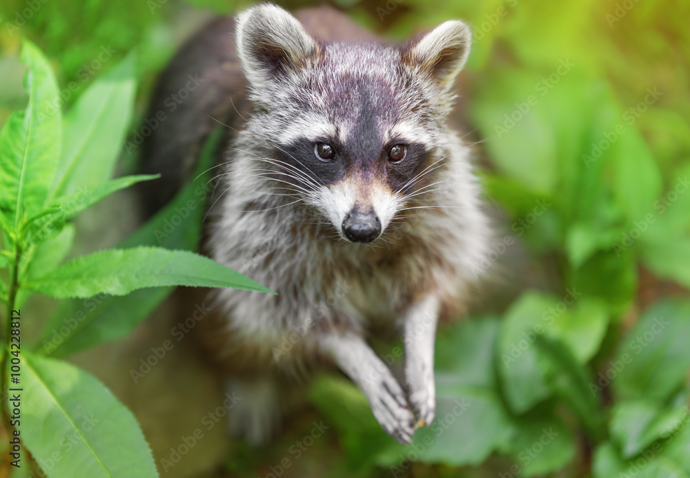 Portrait of a striped raccoon with a pleading look against the background of green leaves. A predatory mammal of the raccoon family. Environmental protection, ecological problems, animal extinction. Portrait of a striped raccoon with a pleading look against the background of green leaves. A predatory mammal of the raccoon family. Environmental protection, ecological problems, animal extinction.