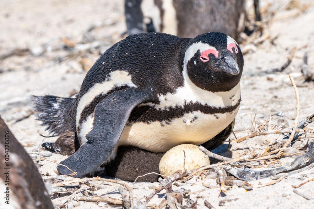 Fototapeta premium African penguin with chicks, Boulders Beach, Cape Town, South Africa