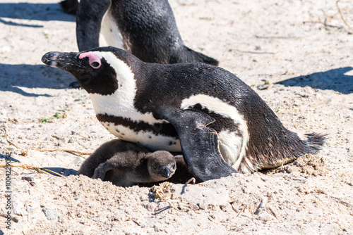 African penguin with chicks, Boulders Beach, Cape Town, South Africa