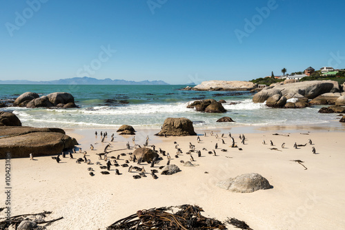 African penguin, Boulders Beach near Simons Town, South Africa