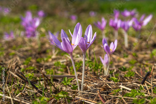 Purple autumn crocus, a herald of autumn and a harbinger of the coming winter, are the delicate flowers on the mown reed meadows. sunny day with Croc-strewn field, lilac poisonous flower on meadow photo