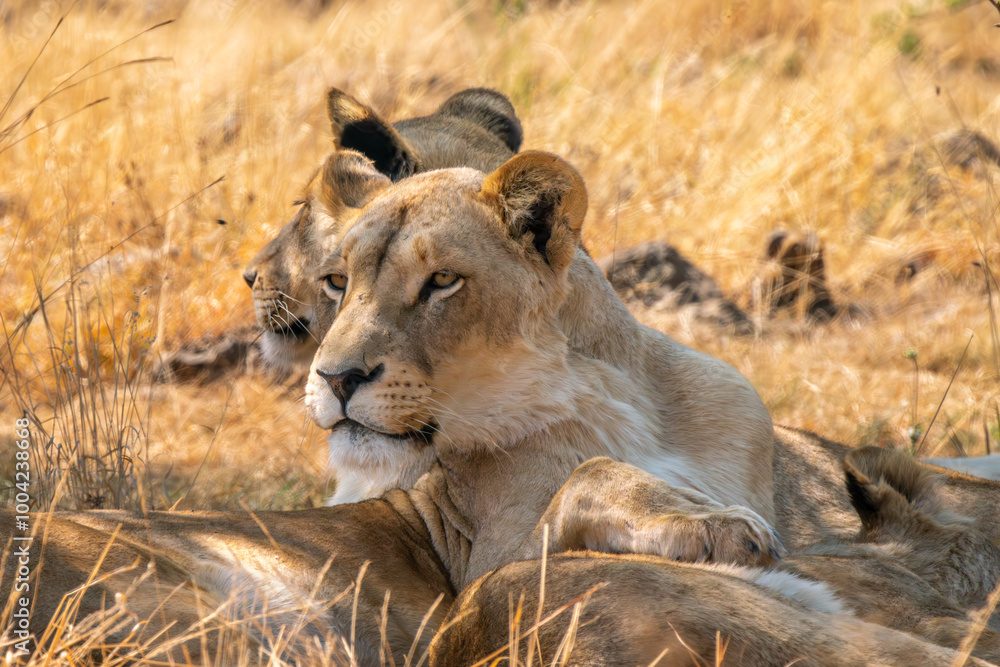 Close up of lioness, Kruger National Park, South Africa