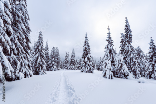 Cloudy sky with a beautiful landscape on snow covered trees in a evanescent Christmas morning in the winter mountains