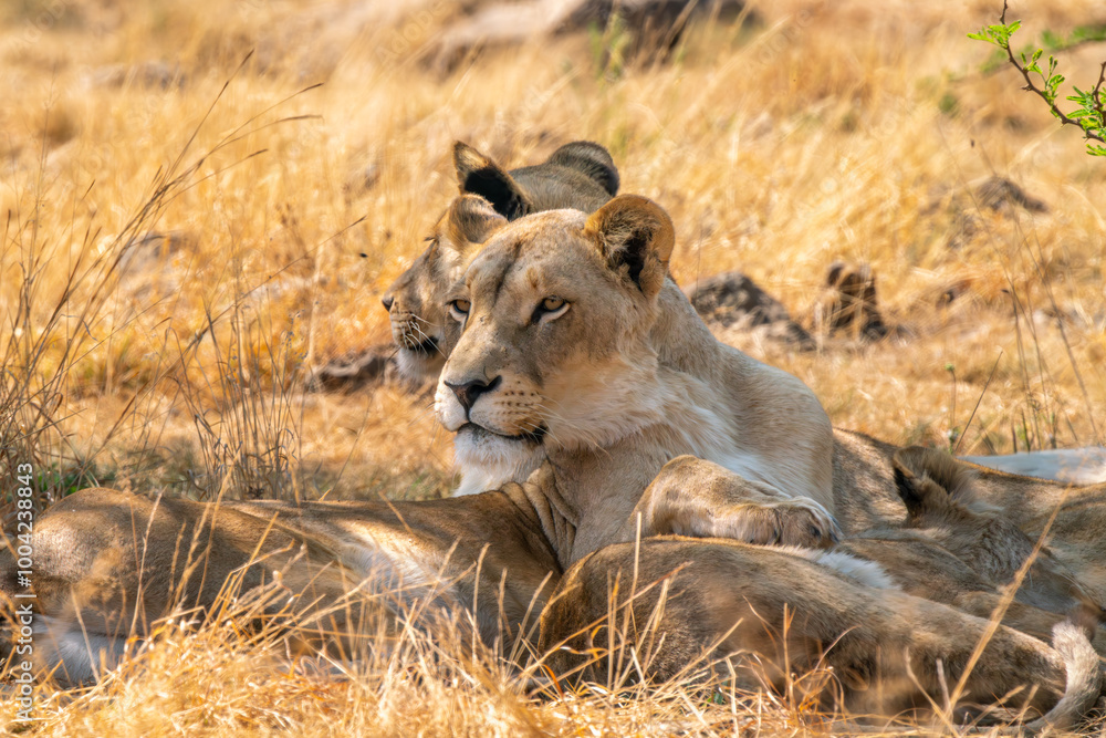 Naklejka premium Close up of lioness, Kruger National Park, South Africa