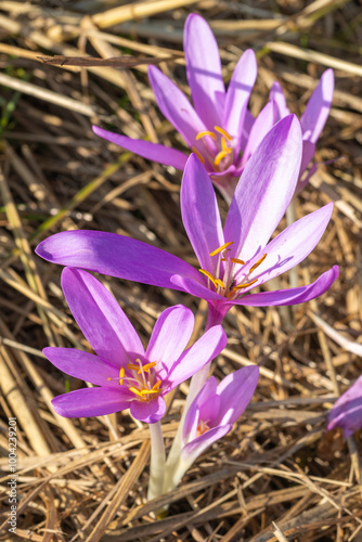 Purple autumn crocus, a herald of autumn and a harbinger of the coming winter, are the delicate flowers on the mown reed meadows. sunny day with Croc-strewn field, lilac poisonous flower on meadow photo