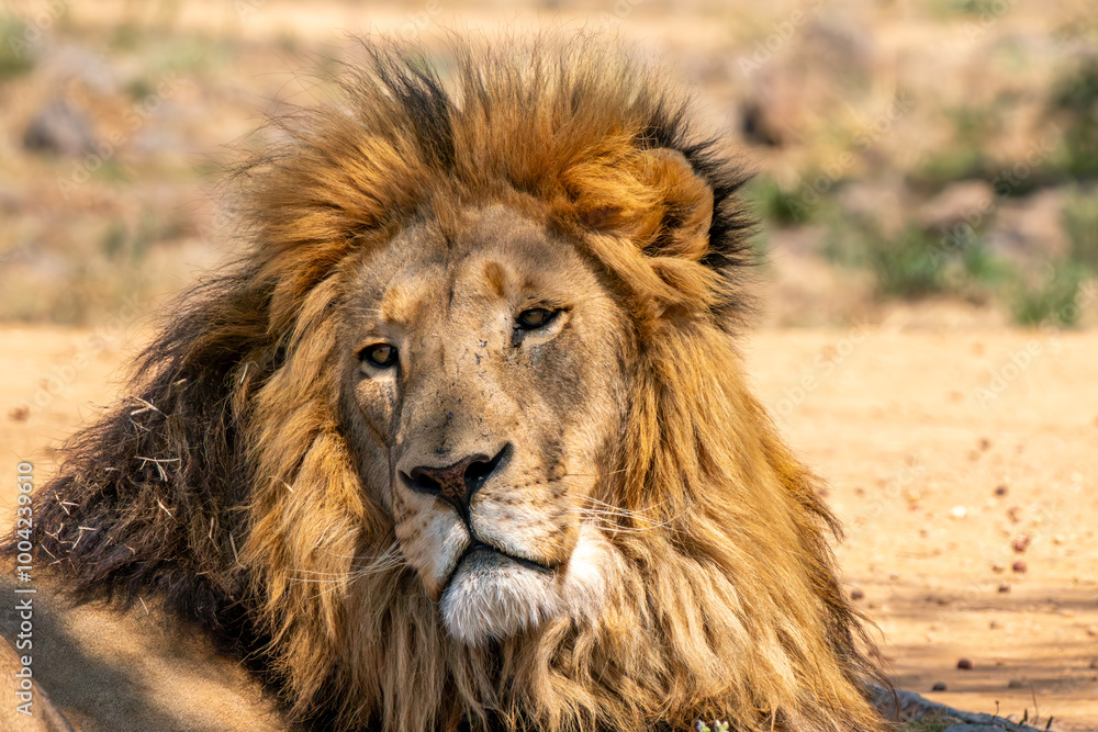 Obraz premium Close up of a lion, Kruger National Park, South Africa
