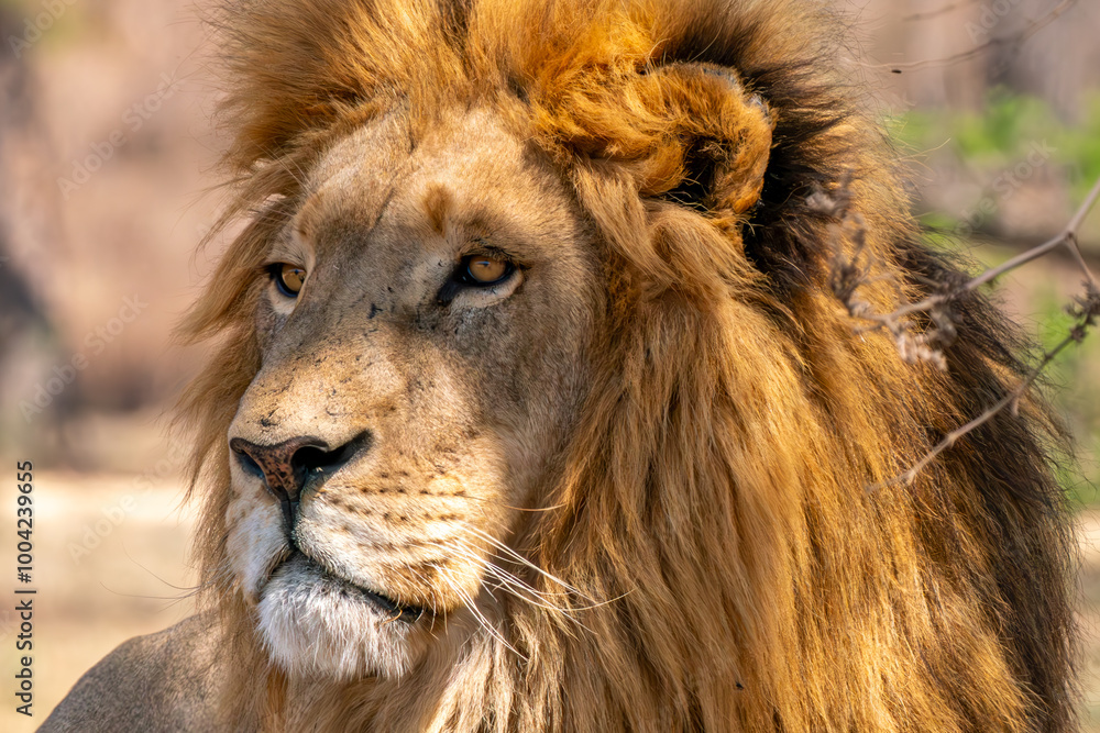 Close up of a lion, Kruger National Park, South Africa Close up of a lion, Kruger National Park, South Africa