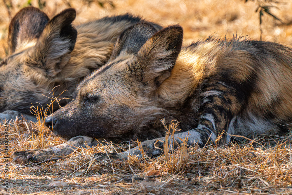 Close up of brown hyena, Kgalagadi Transfrontier Park, South Africa Close up of brown hyena, Kgalagadi Transfrontier Park, South Africa