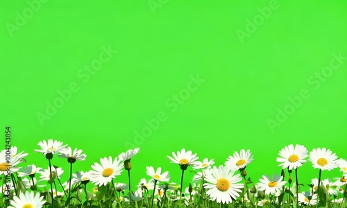Daisies bloom softly in the wind on endless green screen fields, their gentle swaying perfect for compositing in post-production