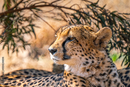 Close up of cheetah, Kgalagadi Transfrontier Park, South Africa