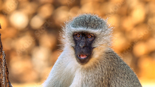 Close up of baboon, Kruger National Park, South Africa