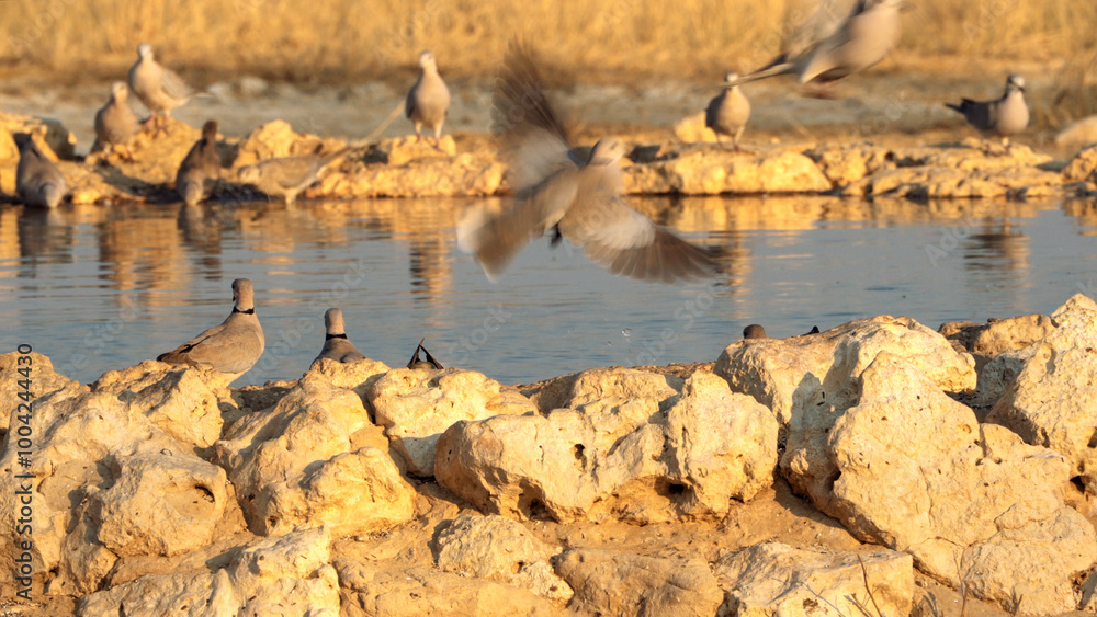Obraz premium Cape Turtle Dove, in Kgalagadi Transfrontier Park, South Africa
