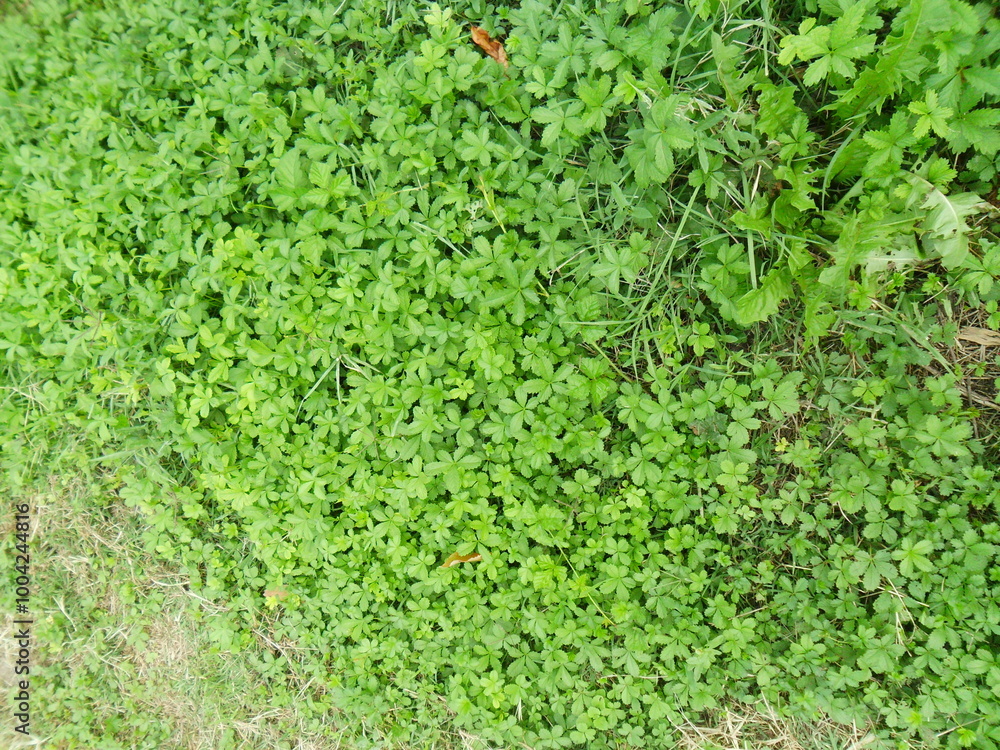 Erba Erba