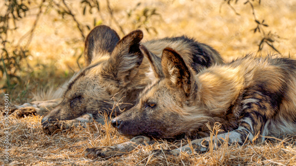 Close up of brown hyena, Kgalagadi Transfrontier Park, South Africa Close up of brown hyena, Kgalagadi Transfrontier Park, South Africa
