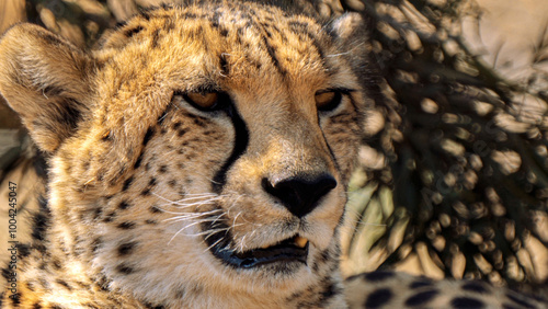 Close up of cheetah, Kgalagadi Transfrontier Park, South Africa