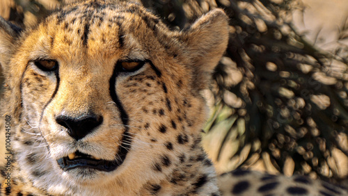 Close up of cheetah, Kgalagadi Transfrontier Park, South Africa