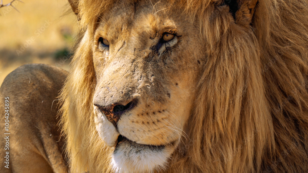 Obraz premium Close up of a lion, Kruger National Park, South Africa