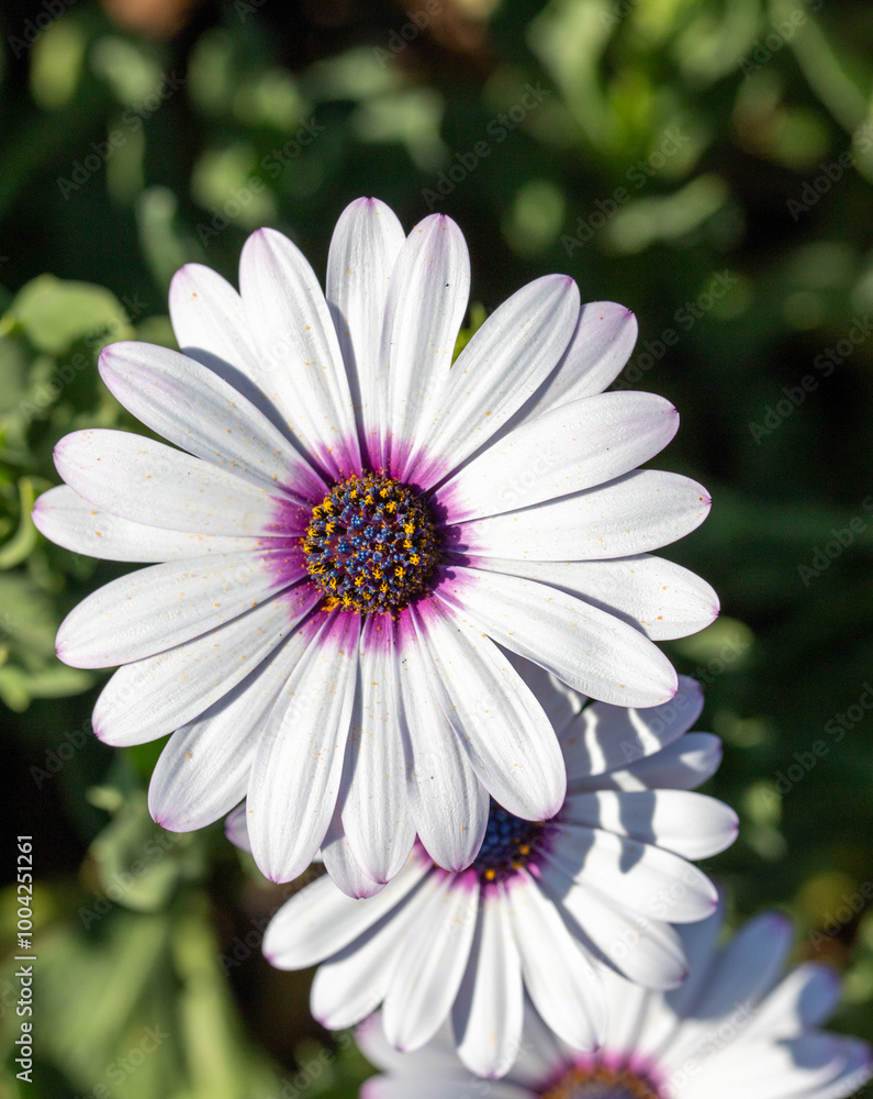 A white flower with purple petals is in the foreground A white flower with purple petals is in the foreground