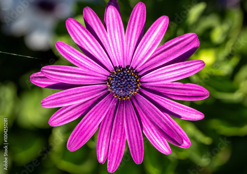 A close up of a pink flower with a green stem