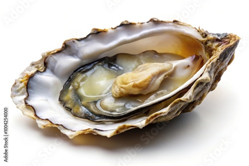 Panoramic view of fresh oysters and seafood on a white background