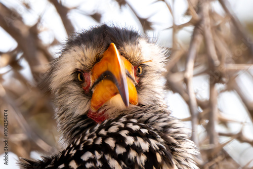 Southern yellow billed hornbill, Kgalagadi Transfrontier Park, South Africa photo