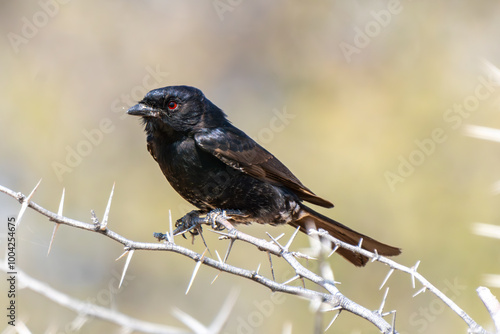 The fork tailed drongo, Kgalagadi Transfrontier Park, South Africa photo