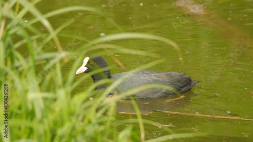 The Eurasian coot (Fulica atra), the common coot swimming in a pond photo