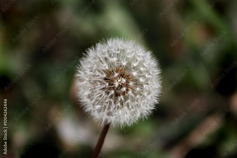 dandelion in the wind dandelion in the wind