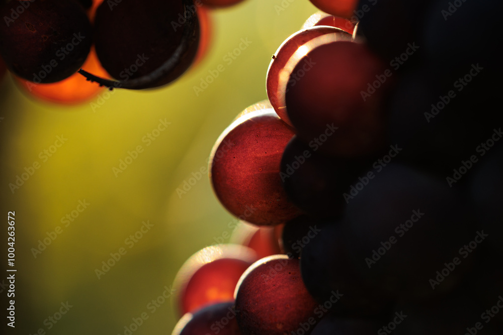 vista macro di parte un grappolo d'uva nera e dei suoi acini, attaccato alla pianta, nel vigneto, illuminato dal sole, in agosto
