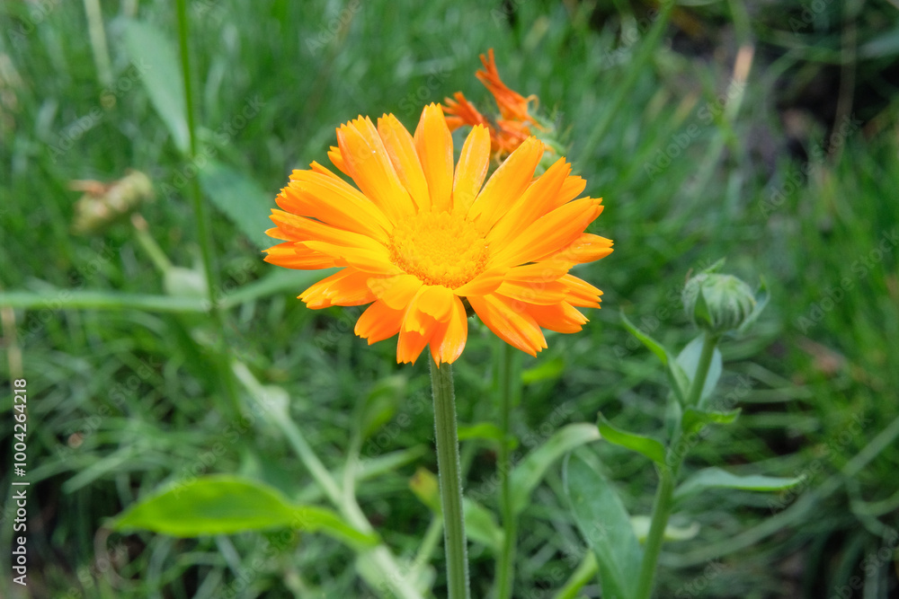 Flower of Calendula officinalis is growing in garden. Countryside garden. Bright floral background. Blooming daisy. Medicine wildflowers in meadow. Flower of Calendula officinalis is growing in garden. Countryside garden. Bright floral background. Blooming daisy. Medicine wildflowers in meadow.