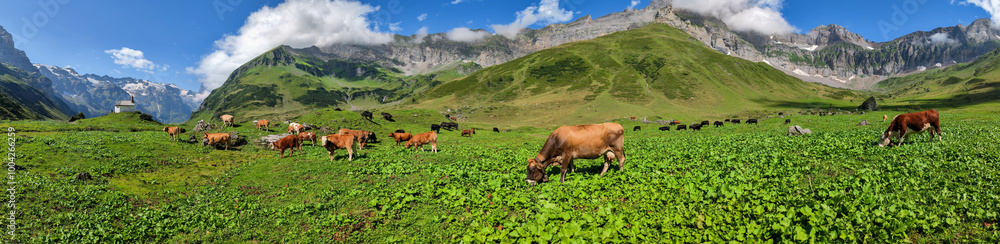 Cows grazing at Blackenalp over Engelberg in the Swiss alps Cows grazing at Blackenalp over Engelberg in the Swiss alps