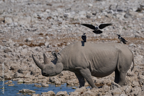 Black Rhinoceros (Diceros bicornis) being mobbed by Pied Crow (Corvus albus) at a waterhole in Etosha National Park, Namibia