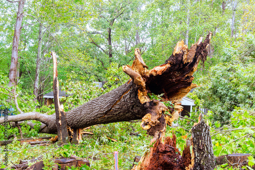 Storm hurricane caused uprooted broken trees to fall onto road photo