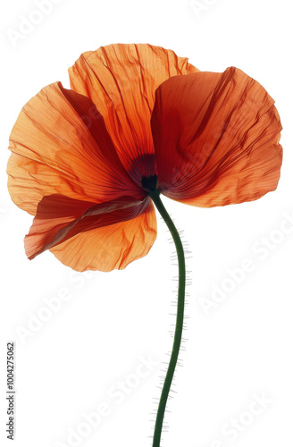 A Single Orange Poppy Flower on a White Background