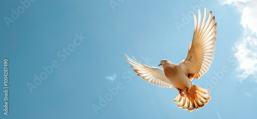 Majestic dove in flight soaring against clear blue sky with sunlit feathers