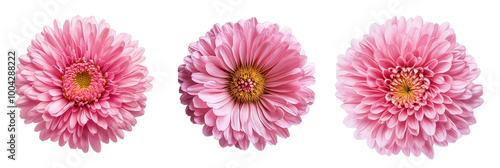 Pink flower Aster on a white isolated background with clipping path. Flower for design, texture, postcard, wrapper. Closeup. Nature. 