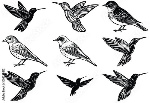   difference bird silhuette vector on white background