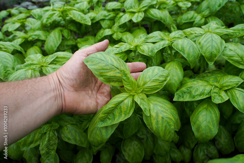 Man's hand holds basil growing in a garden bed. Healthy eating and an eco-friendly lifestyle, growing fresh greens in the garden.   