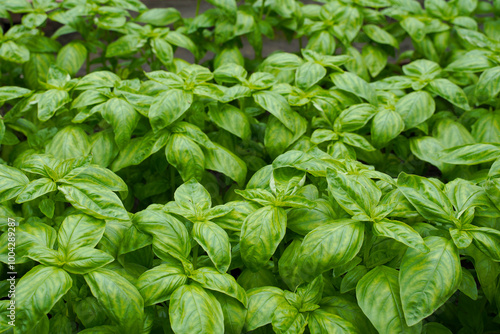 Close up of fresh basil. Fresh organic basilic leaves. Green basil leaf texture background. Growing basil in a greenhouse.