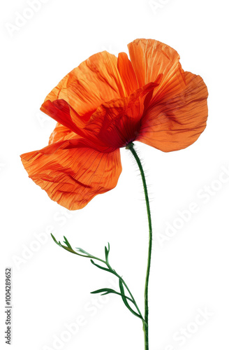 A Single Orange Poppy Flower on a White Background