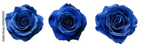 Velvet blue rose on a white isolated background with clipping path.  no shadows. Closeup. For design, texture, borders, frame, background.  Nature. 