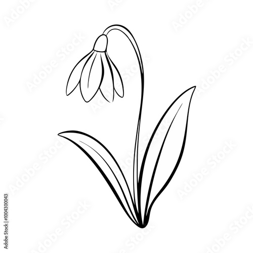 Snowdrop flower illustration in minimalist black and white